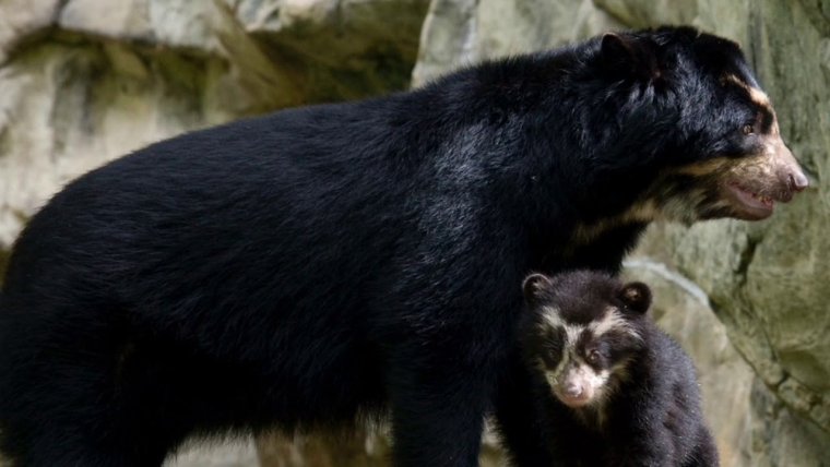 Очковый медведь