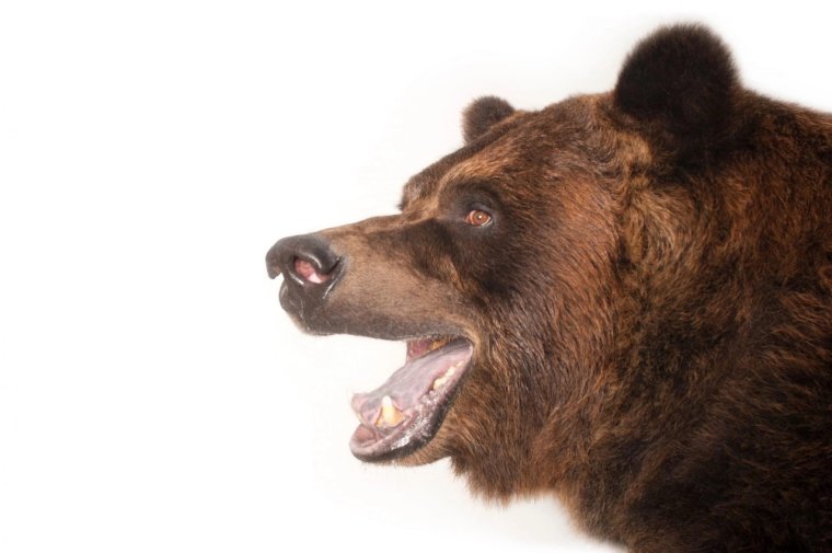 Бурый медведь