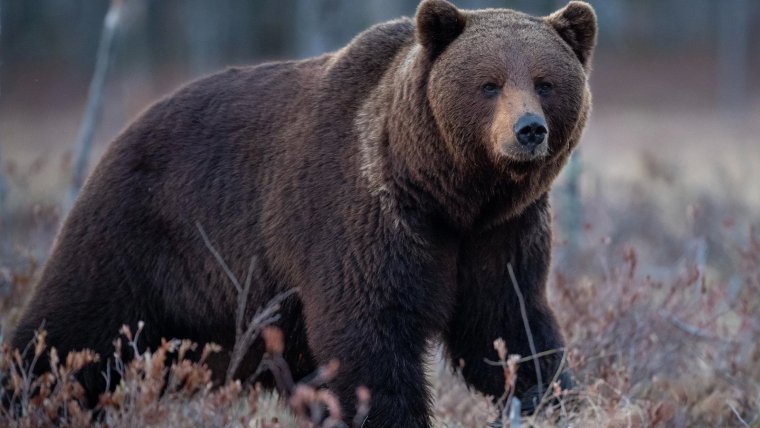 Бурый медведь Ямал