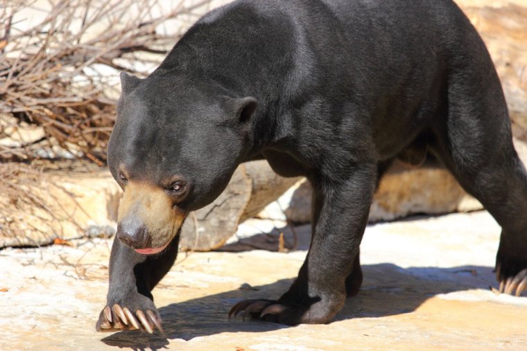 Лысый малайский медведь