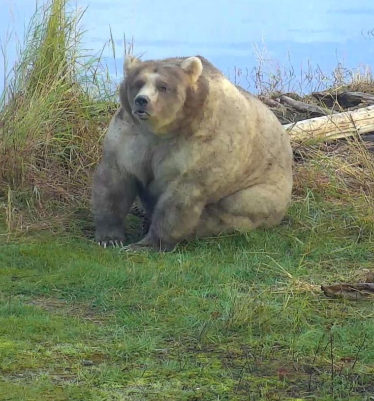 Лысеющий медведь дикий