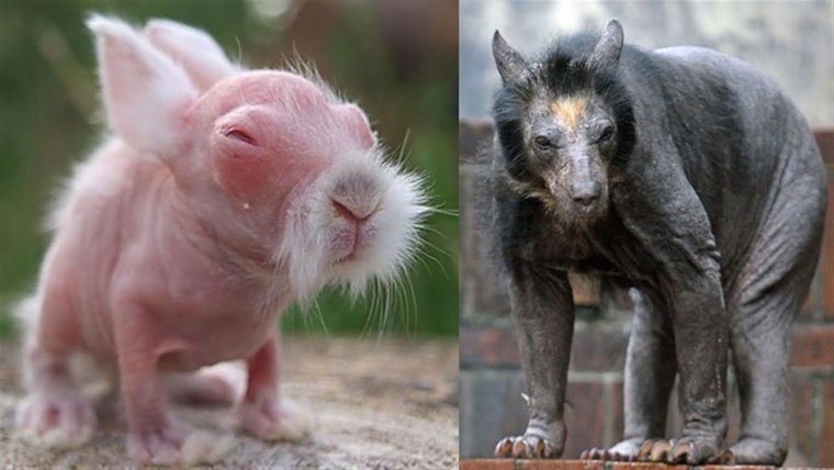 Лысый белый медведь без шерсти