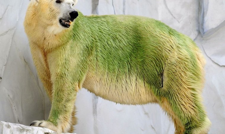 Зеленый медведь