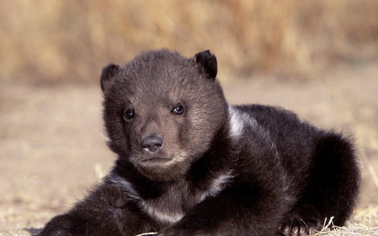 Маленький Медвежонок
