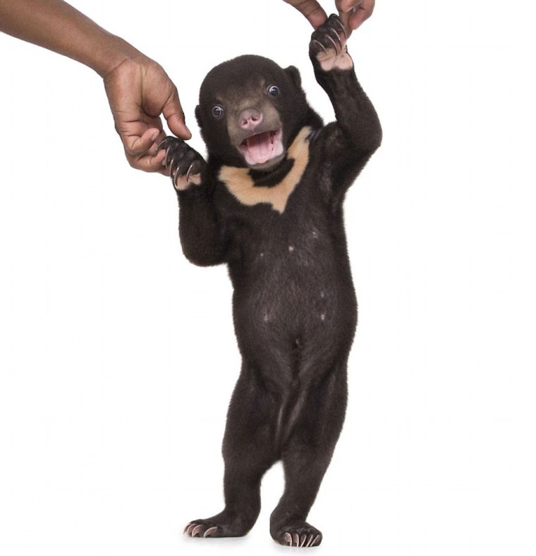 Лысый медведь лысый медведь