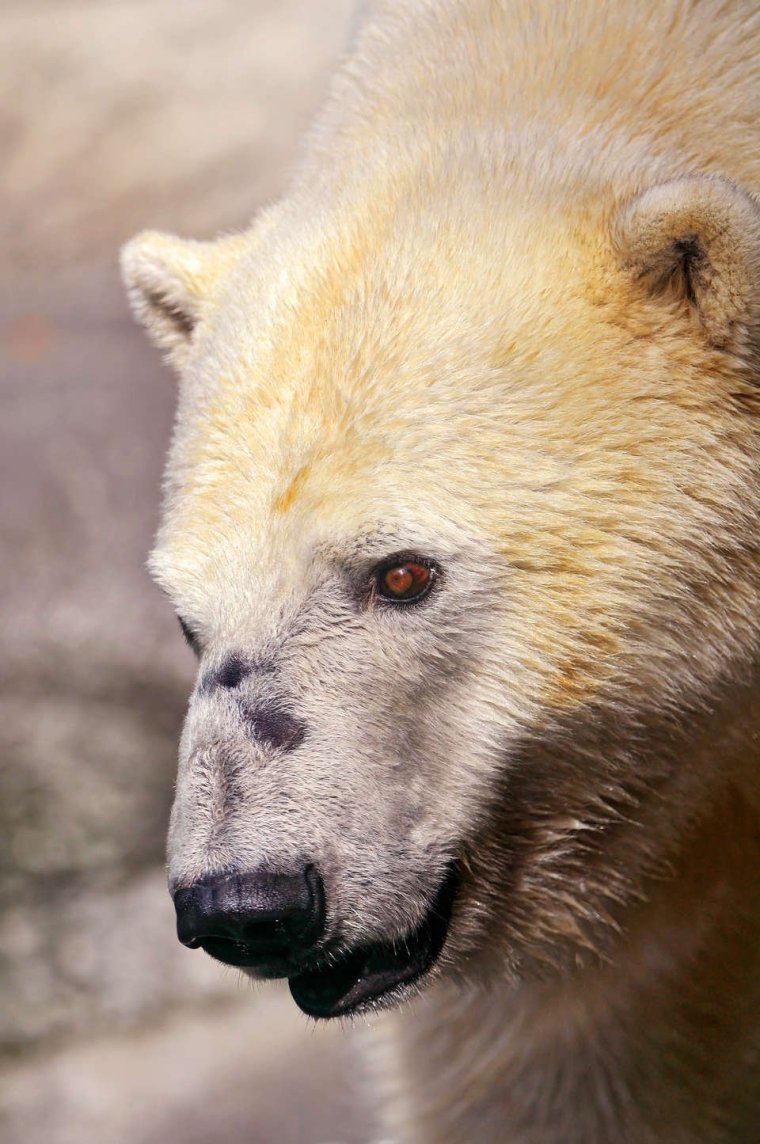 Лысый белый медведь