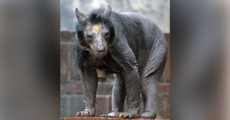 Мутанты Чернобыль зона отчуждения