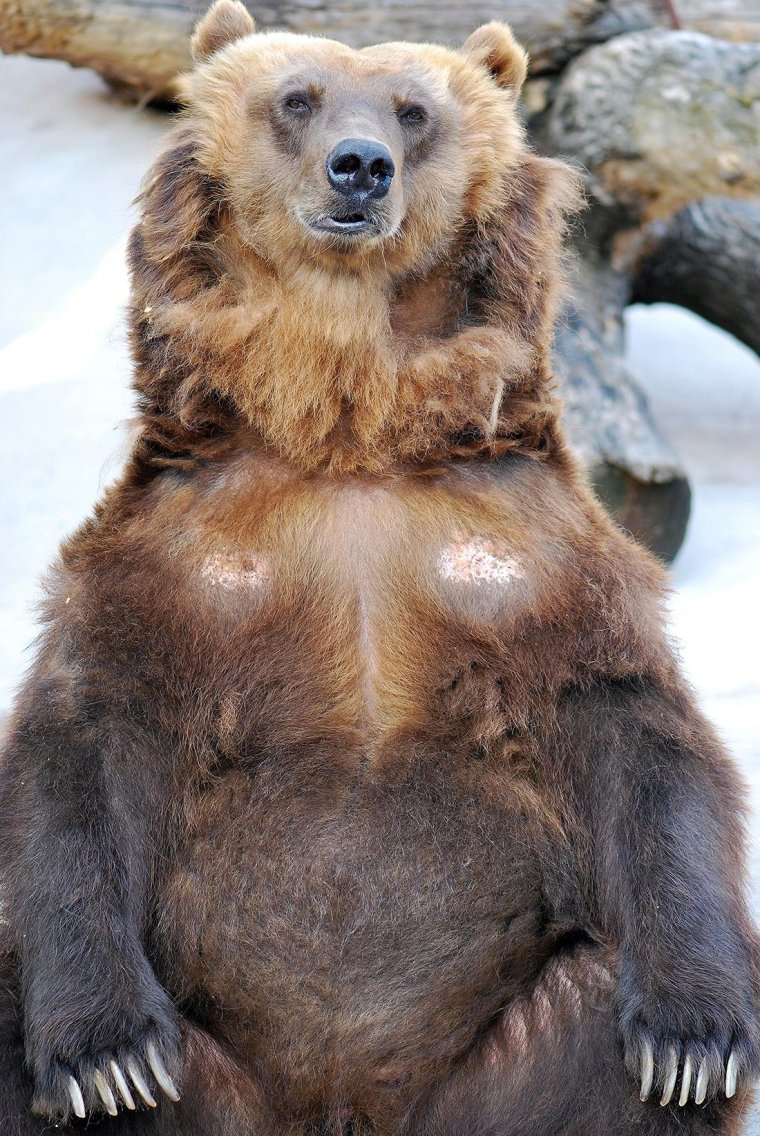Бурый медведь без шерсти