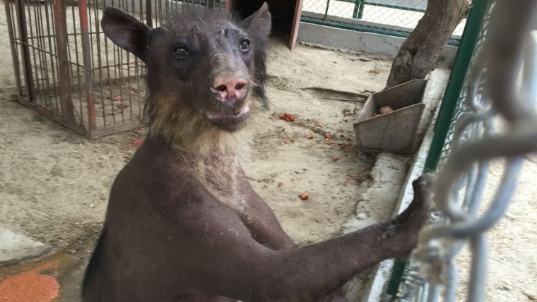 Лысый медведь без шерсти