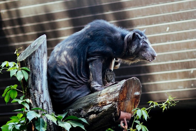 Очковый медведь лысый