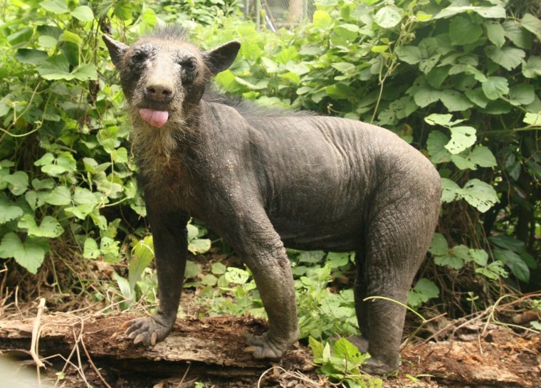 Белый медведь без шерсти