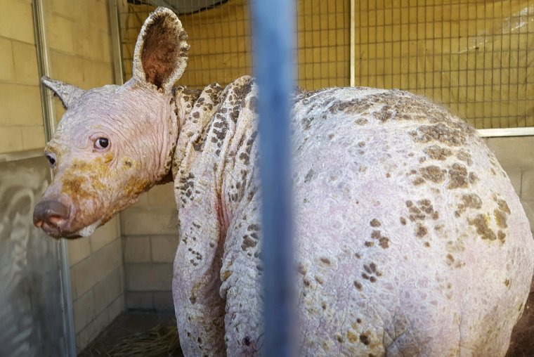 Лысый медведь без шерсти