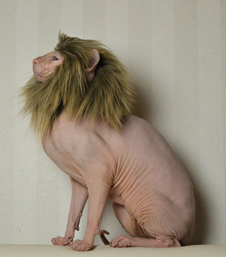 Лысый кот в парике