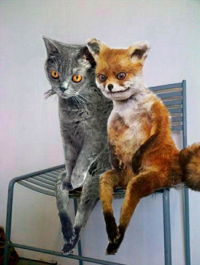 Кот и лиса