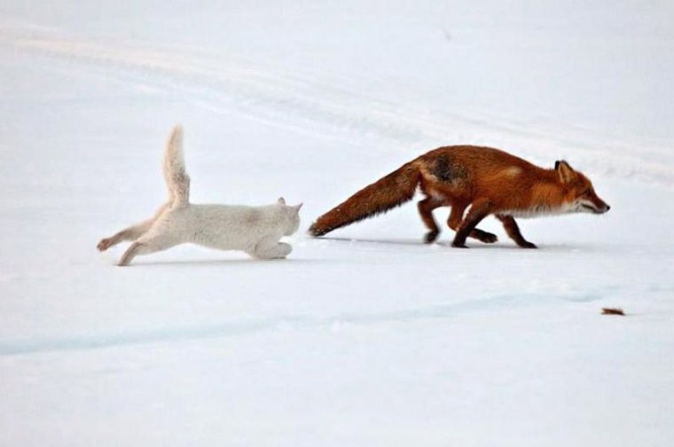 Лиса убегает