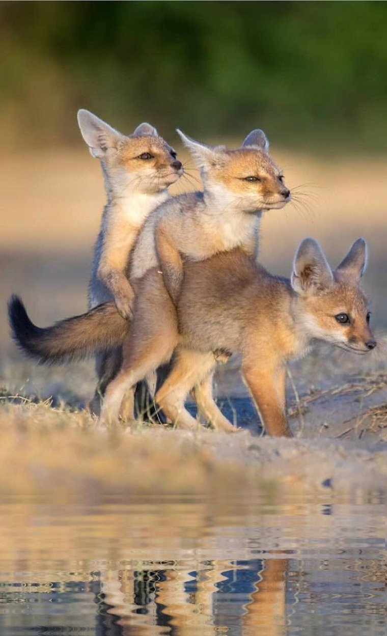 Кот и лиса вместе