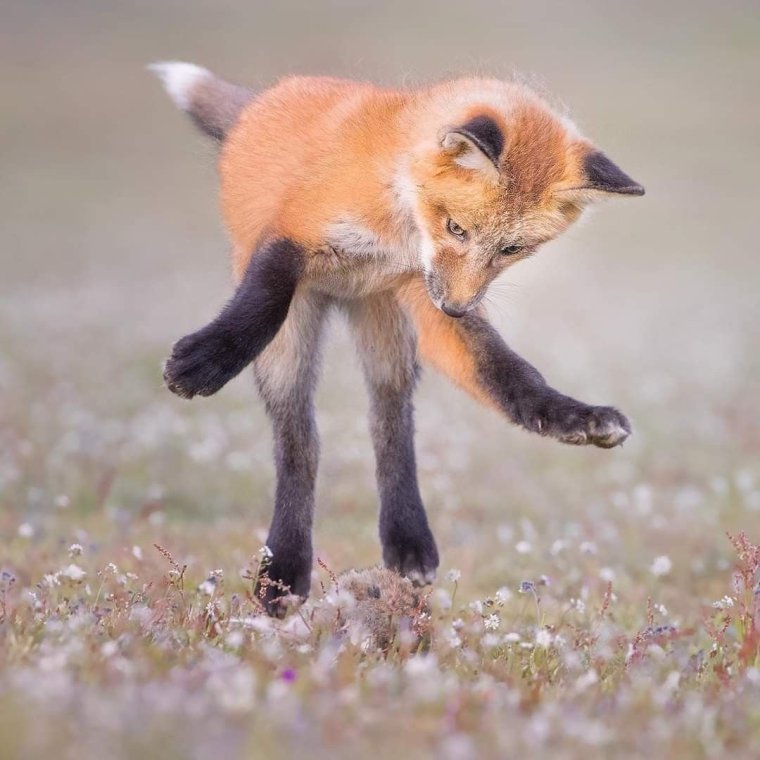 Гибрид лисы