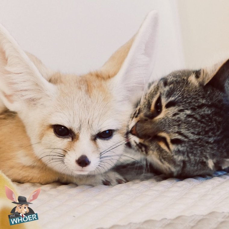 Кот и фенек