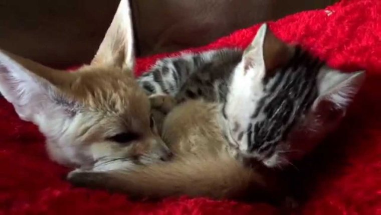 Фенек и котёнок