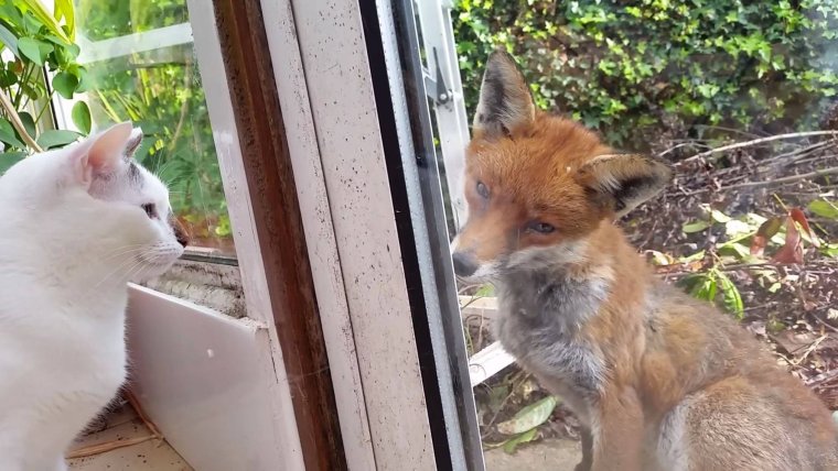 Гибрид лисы и кошки