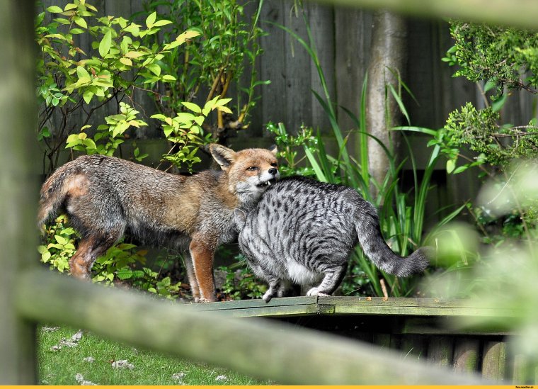 Лис и кошка