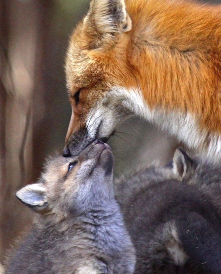Лисята обнимаются
