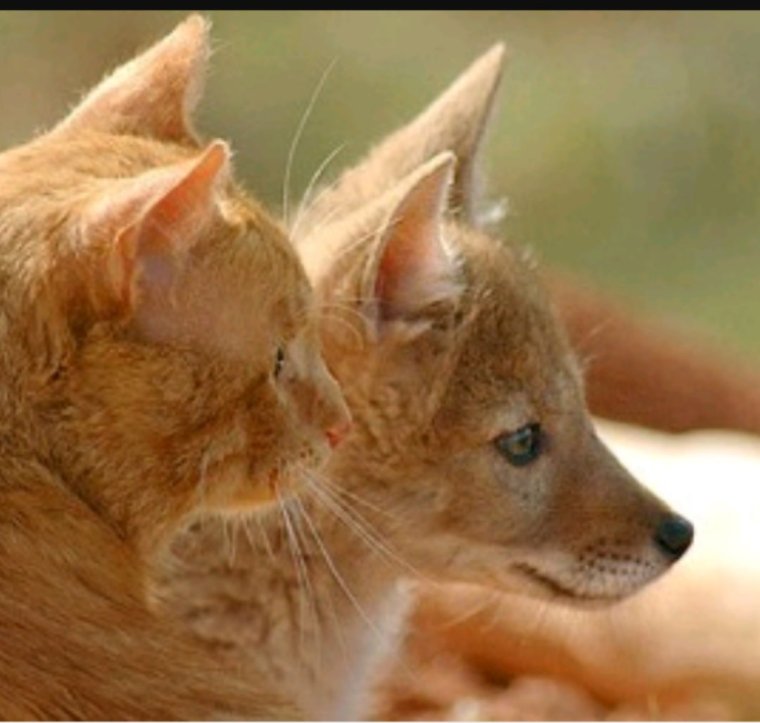 Лис и котенок