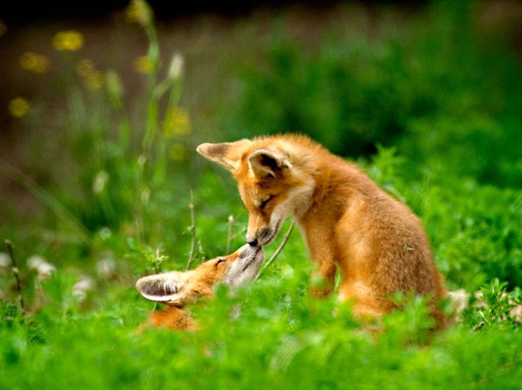 Лиса играется