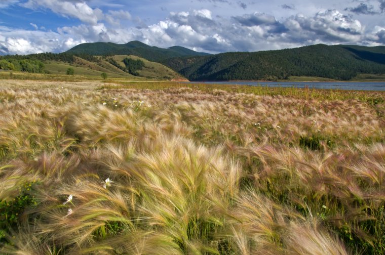 Разнотравно-дерновинно-злаковых степях