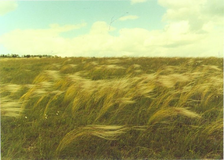 Степь из ковыль Ковыльная степь