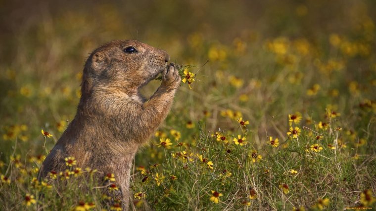 Животные поля