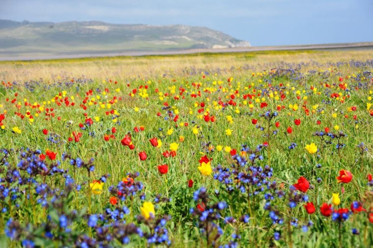 Донская степь разнотравье