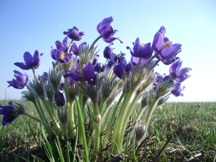 Растения Стрелецкой степи Курской области