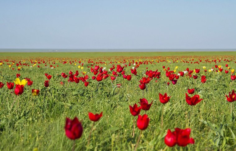 Элиста тюльпановые поля