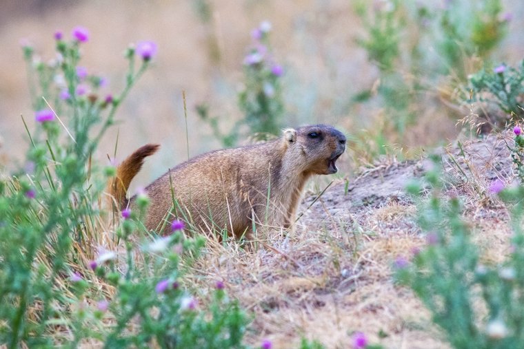 Сайгак, сурок,