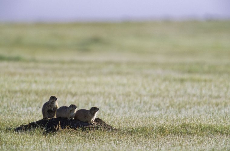 Жители степи