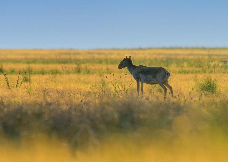 Калмыкия сайгаки заповедник