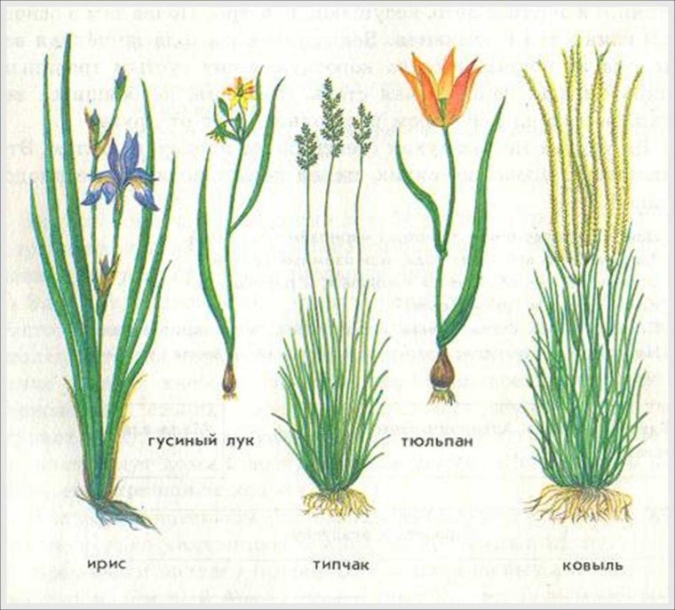 Ирис ковыль Типчак