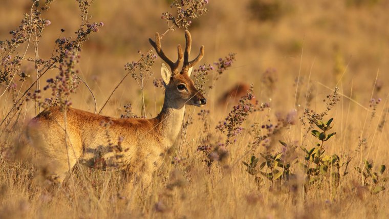 Аргентина пампасский олень