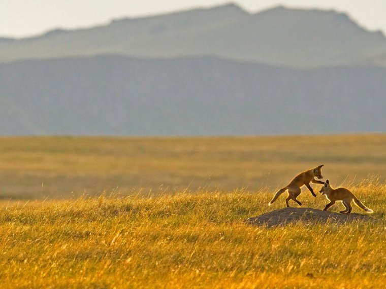 Степь с животными