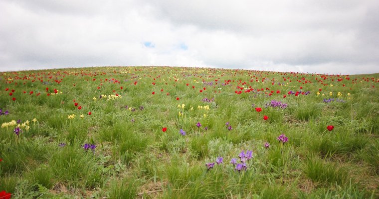 Хомутовская степь растения