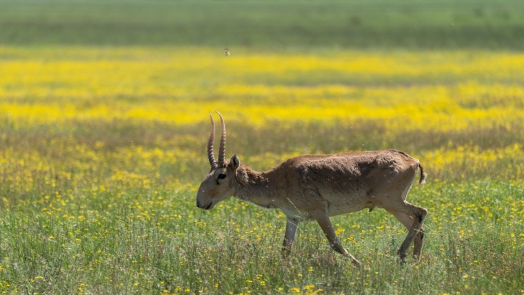 Кулан Сайгак