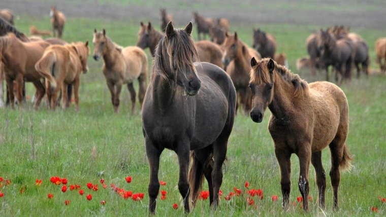 Маныч Гудило Мустанги