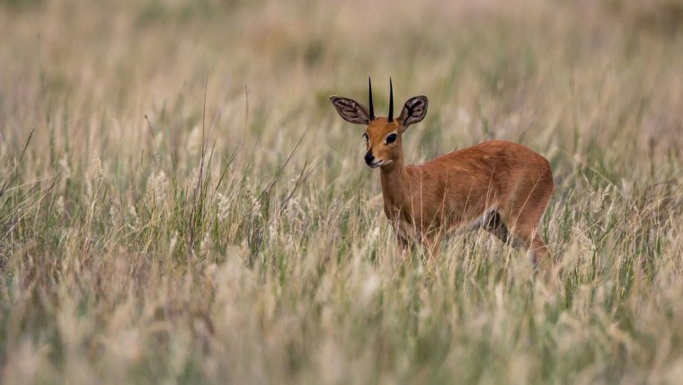 Сибирская косуля, сайгаки антилопы