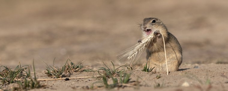 Астраханский Степной суслик