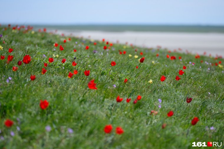 Воспетая степь заповедник Ростовский логотип
