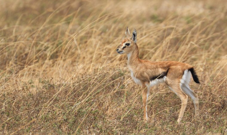 Фауна степей России