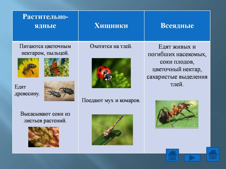 Растительноядные животные примеры