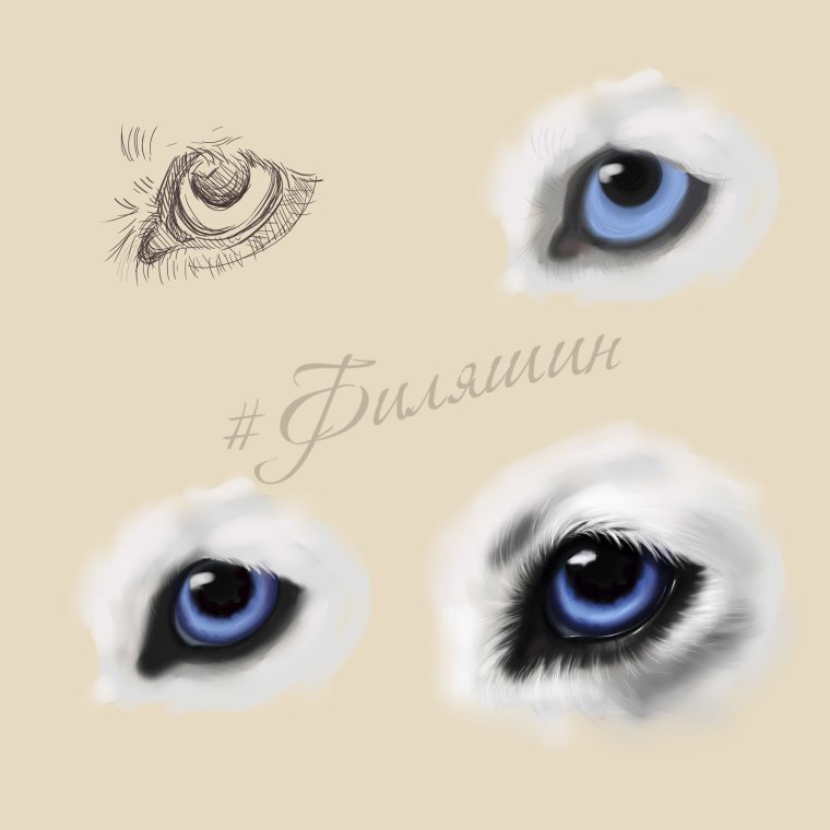 Глаза хаски рисунок
