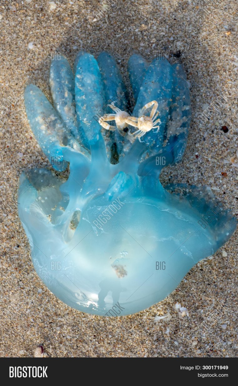 Морская ворвань медуза